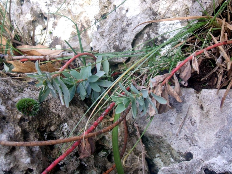 Euphorbia barrelieri / Euforbia di Barrelier
